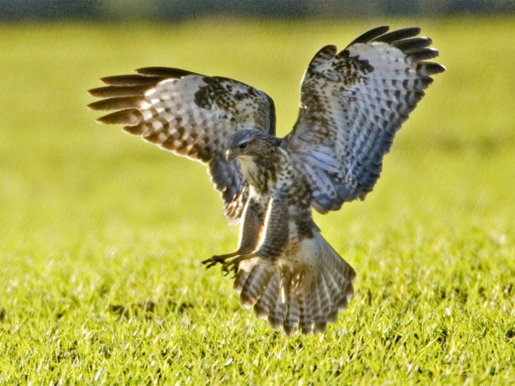 The illegal killing of raptors is 'extremely disappointing', Police Scotland said