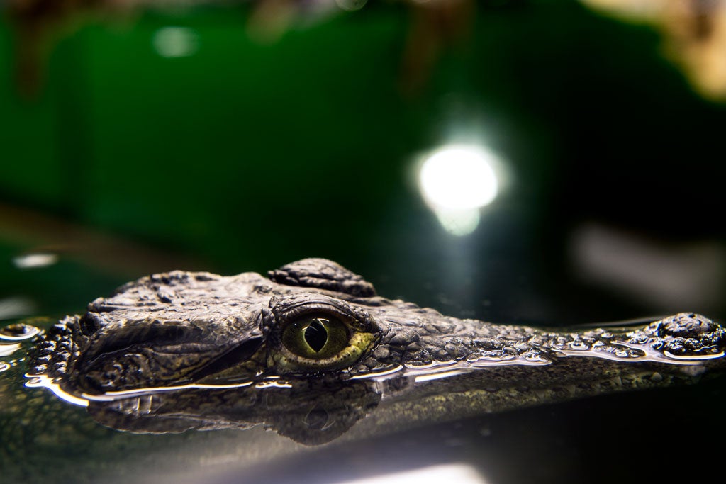 A Cuban crocodile called 'Missile'