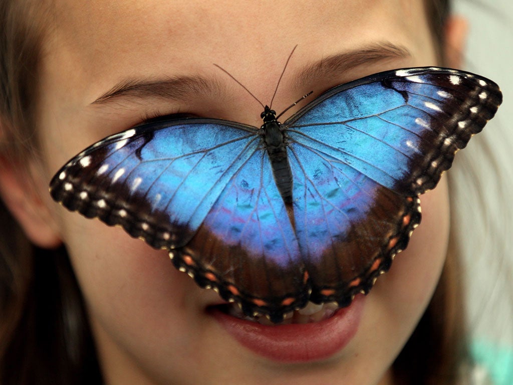 A Blue Morpho Butterfly sits on the nose of Lucia Wagstaff 8, one of the species of butterflies released into the new 'Butterfly Explorers Exhibition' at the Natural History Museum on March 31, 2010 in London, England.