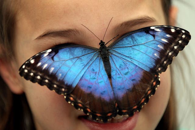 A Blue Morpho Butterfly sits on the nose of Lucia Wagstaff 8, one of the species of butterflies released into the new 'Butterfly Explorers Exhibition' at the Natural History Museum on March 31, 2010 in London, England.