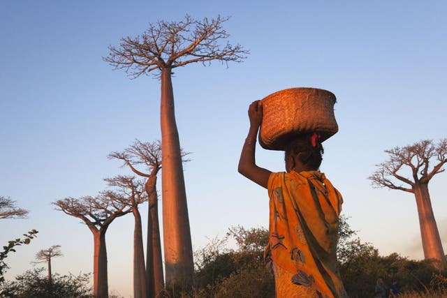 A Madagascan woman walks through baobab trees