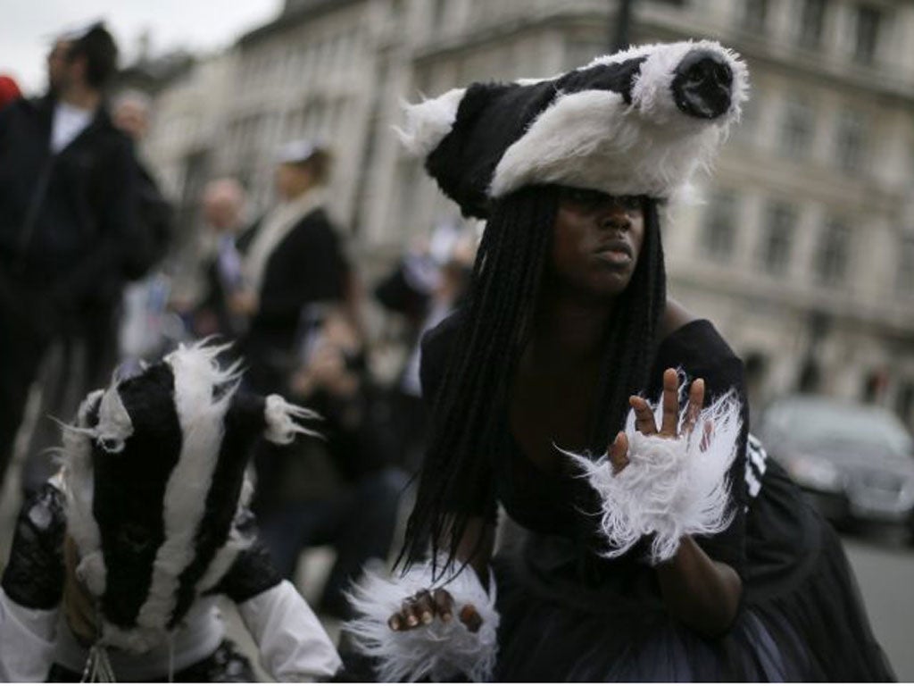 Demonstrators wearing badger costumes dancing in front of the Houses of Parliament yesterday