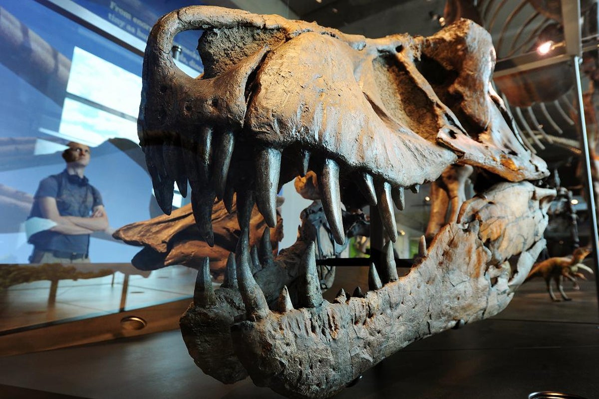 https://static.independent.co.uk/s3fs-public/thumbnails/image/2012/10/23/09/trex.jpg?width=1200&height=800&crop=1200:800