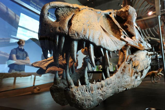 A visitor looks at a the skull of a Tyrannosaurus rex at the Dinosaur Hall permanent exhibition at the Natural History Museum of Los Angeles
