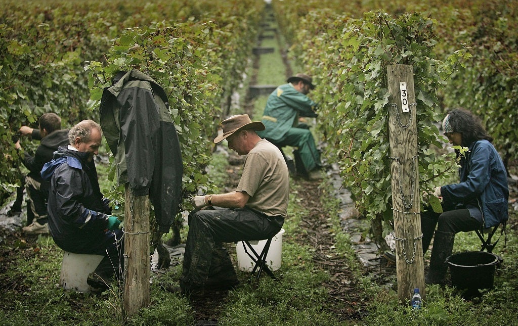 Workers pick grapes from the vine on October 10, 2006 in West Chiltington, England.