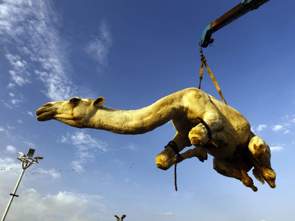 A camel that was purchased by a customer is lifted to be placed in a vehicle at a camel market near Riyadh, October 23, 2012. Muslims around the world are preparing to celebrate Eid al-Adha (feast of sacrifice), marking the end of the Haj, by slaughtering