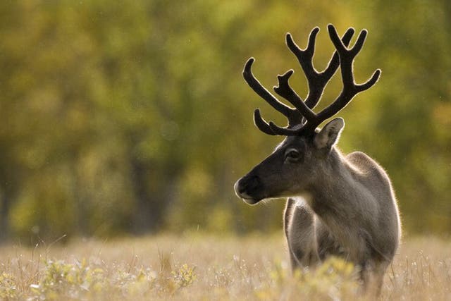 Swedish Lapland Reindeer: 'neither like chicken, nor as gamey as I had imagined – there were hints, but only that'