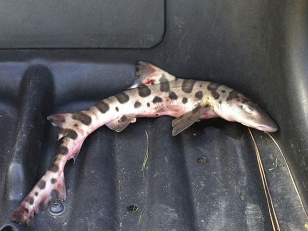 A leopard shark that dropped out of the sky on the 12th tee at the San Juan Hills Golf Club
