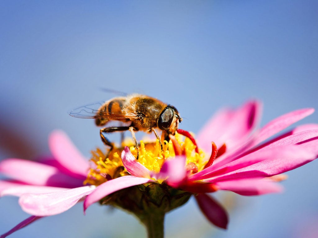 Bees are under threat