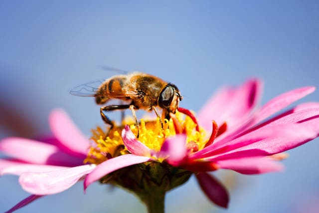 Bees are under threat