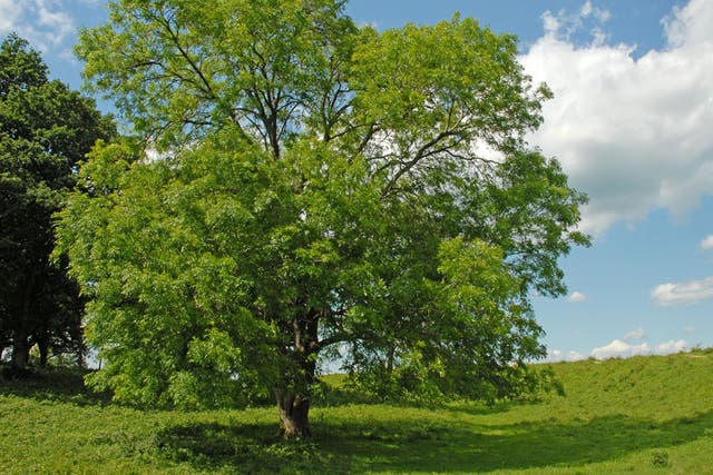 Environment Secretary Owen Paterson said it would not be possible to eradicate a disease which is threatening to devastate the UK's ash trees