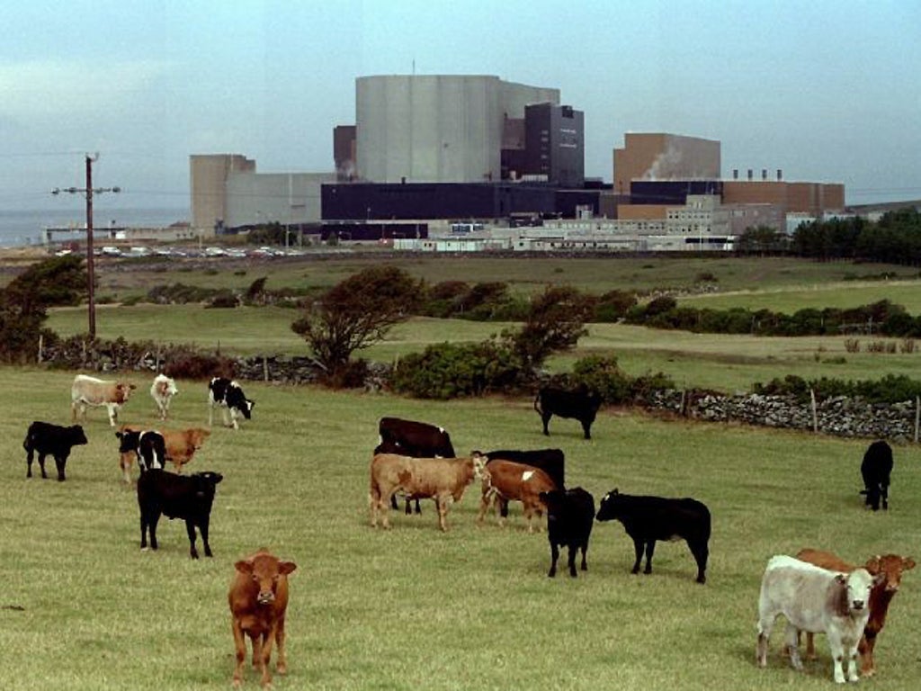 Cattle graze in front of British Nuclear Electric's Wylfa Magnox plant in Anglesey, Wales