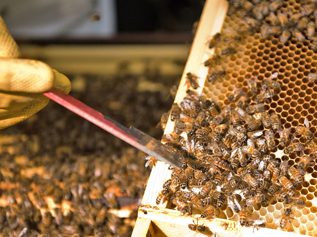 This summer's bad weather is likely to blame for the fall in honey yields