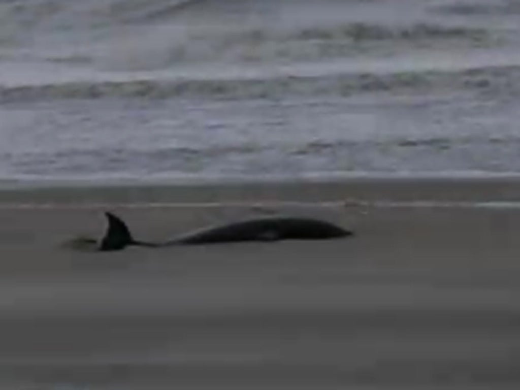 A screen shot of the dolphin that was found stranded on the shore in the aftermath of Hurricane Sandy