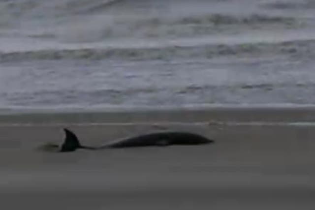 A screen shot of the dolphin that was found stranded on the shore in the aftermath of Hurricane Sandy