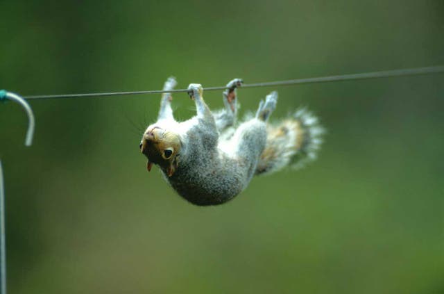 The world is also full of even more devious squirrels