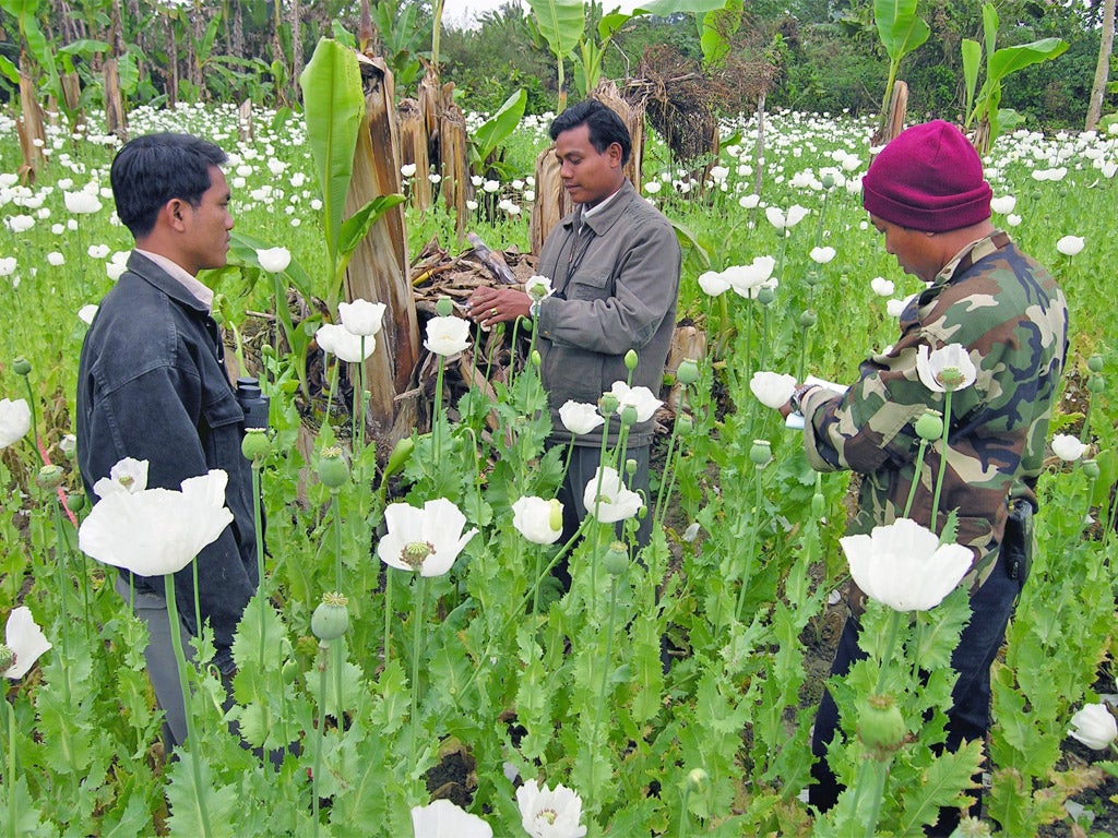 Workers preparing to harvest opium poppies in an opium poppy field in Burma