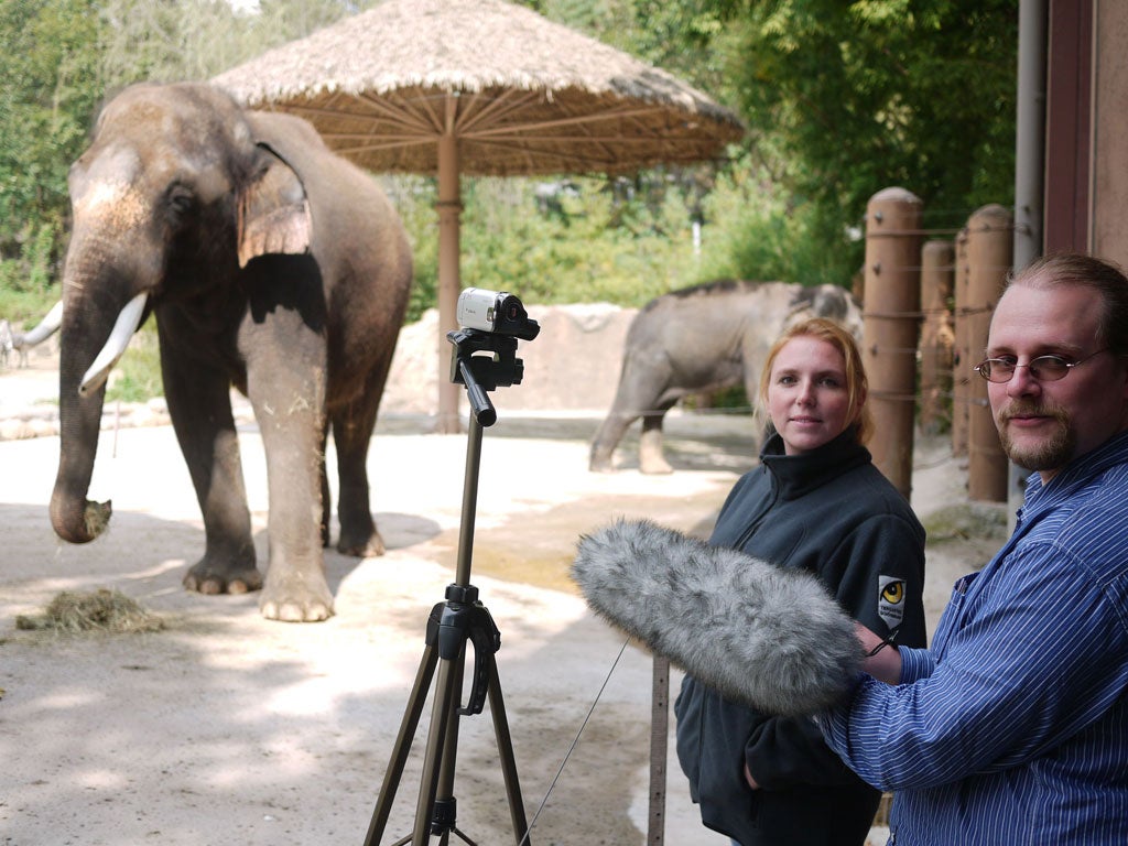 Angela Stoeger and Daniel Mietchen recording Koshik's vocalizations at the Everland Zoo in South Korea.