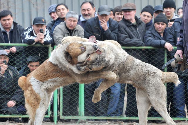 People watch wolfhounds fight at a stadium in Bishkek on February 28, 2010