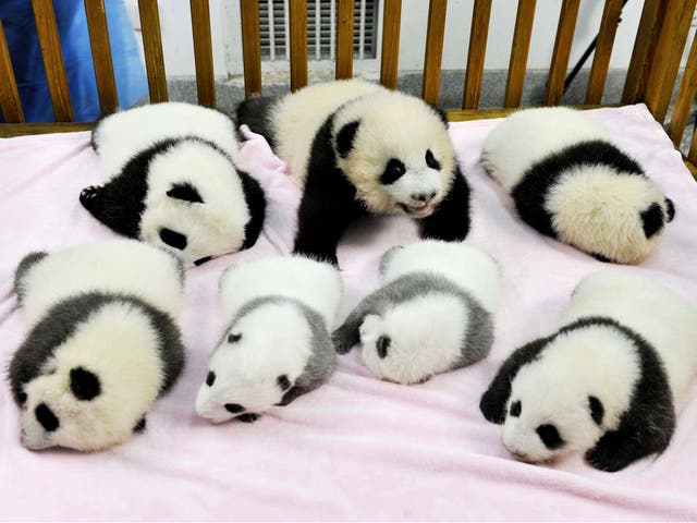 The panda cubs were born following a long procedure to artificially inseminate their parents.