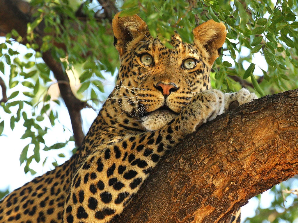A leopard looks out from a tree at the Mashatu game reserve on July 25, 2010 in Mapungubwe, Botswana.
