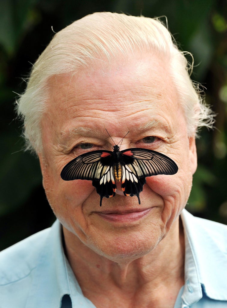 Sir David Attenborough who has said Young naturalists have become an 'extinct' species in the British countryside.