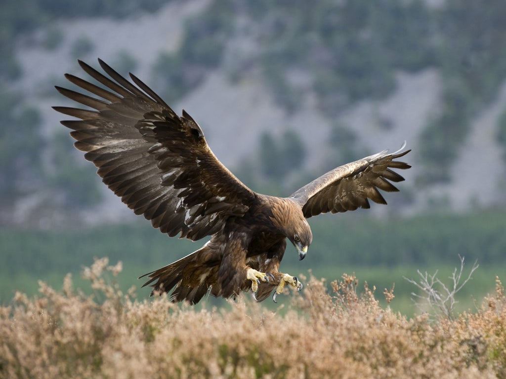 Golden eagles are among the birds of prey which have a new home in Wales -  Wales Online