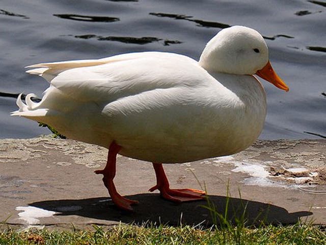 File picture of a duck