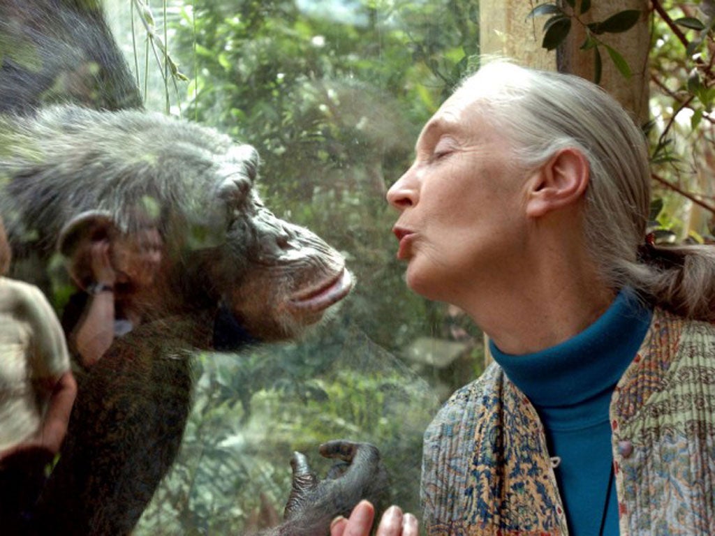British primatologist Jane Goodall has travelled the world studying the behaviour of chimpanzees since the Sixties