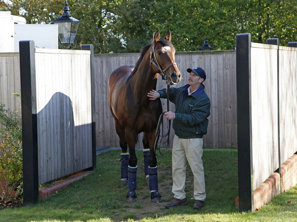 Frankel returns yesterday to his birthplace, Banstead Manor near Newmarket, where he will take up stud duties