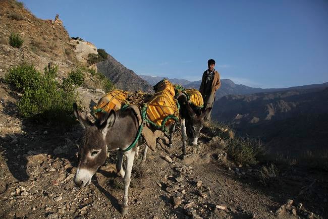 AFGHAN DONKEYS: Donkey handlers in Afghanistan's Kunar Province deliver water to Afghan Army Outpost Rocky, which gets all its supplies on the backs of pack animals.