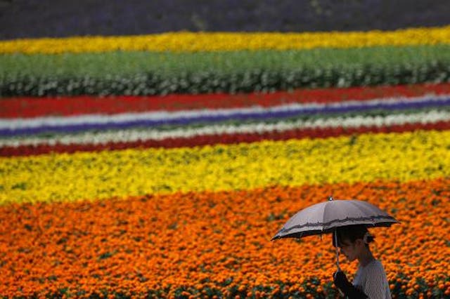JAPAN WATER: A woman passes a flower farm in Furano City, Hokkaido, in July. A two-decade slump in Japan’s real estate prices, an incomplete land registry and lax rules on water rights are attracting investors, led by China.