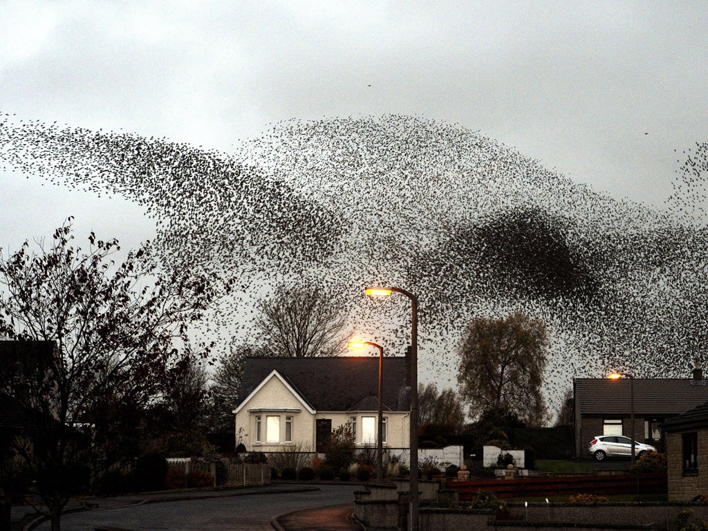 Starlings fill the sky in Gretna