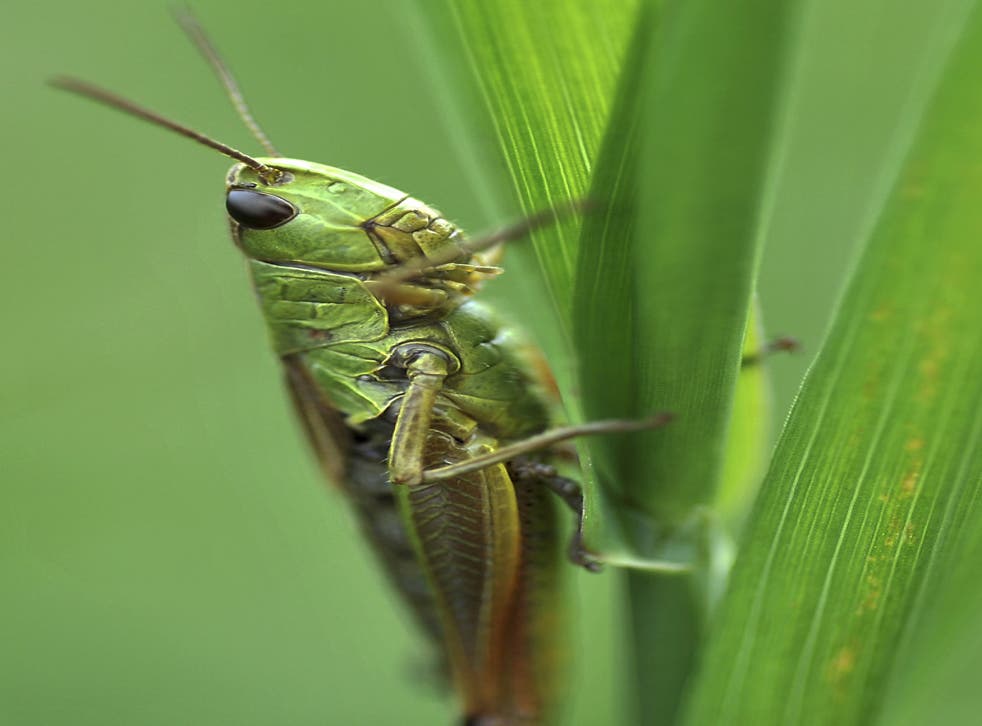 Grasshoppers adjust their summer courtship songs