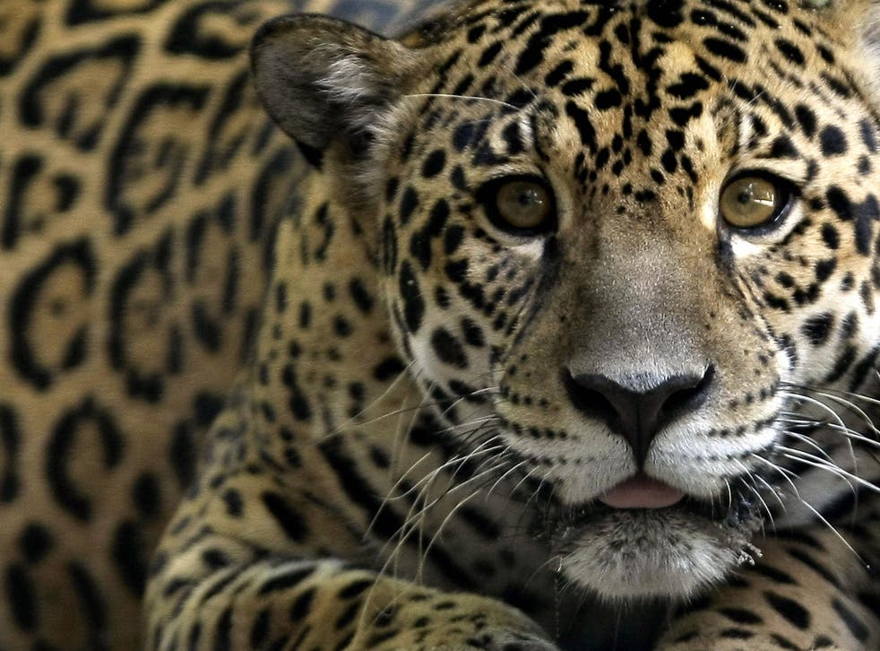 The jaguar is one eight endangered species that could be cloned