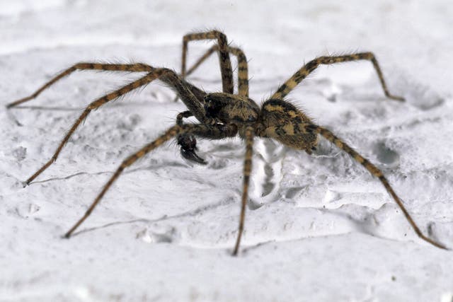 Natalie Hemme, a civil servant from Wallington, Surrey, was lying in bed when the spider bit her.