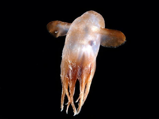 A million species of animals and plants live in the ocean say scientists | The Independent | The Independent A million species of animals and plants live in the ocean say scientists | The Independent | The Independent