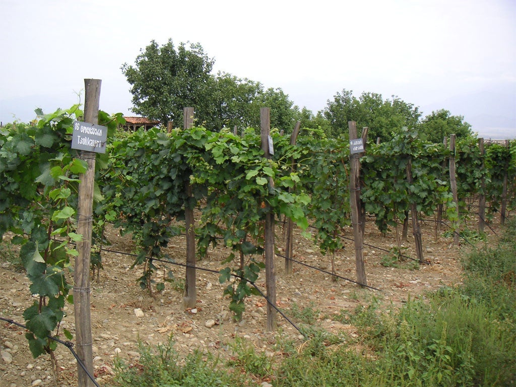 A vineyard in Georgia