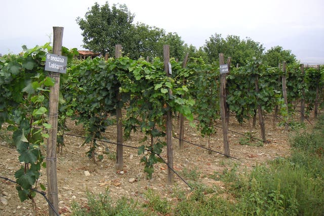 A vineyard in Georgia