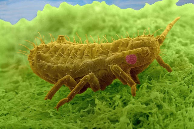 <p>An aphid </p>