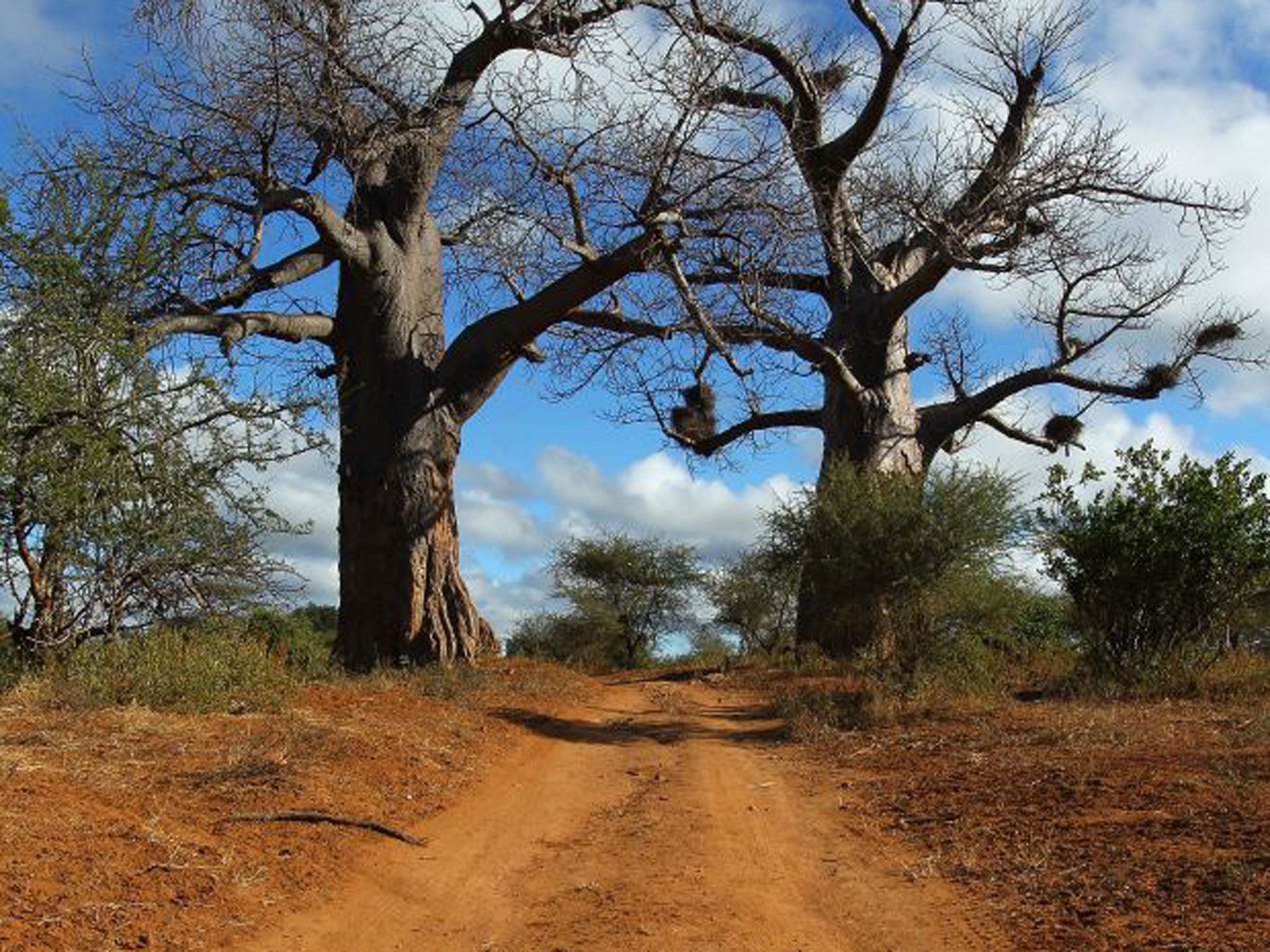 The thrill of a walking safari, then, is that you’re meeting the animals on their own terms – as participant in their world rather than as observer
