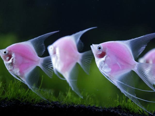 Genetically modified pink fluorescent angelfish: biotechnology is booming
