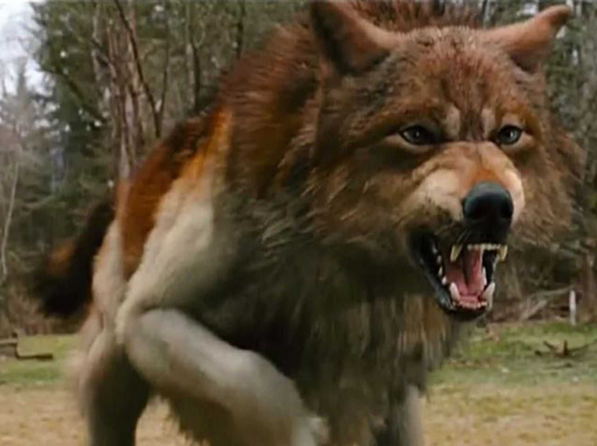 The shapeshifting Jacob Black in his werewolf state in ‘Twilight’