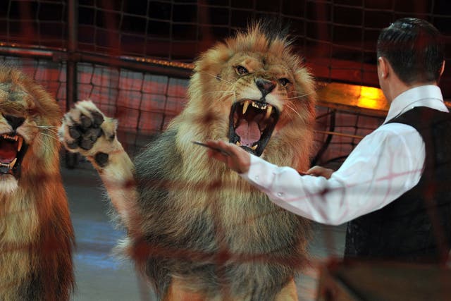 Ukrainian lion tamer Vladislav Goncharov, at a circus
in Budapest