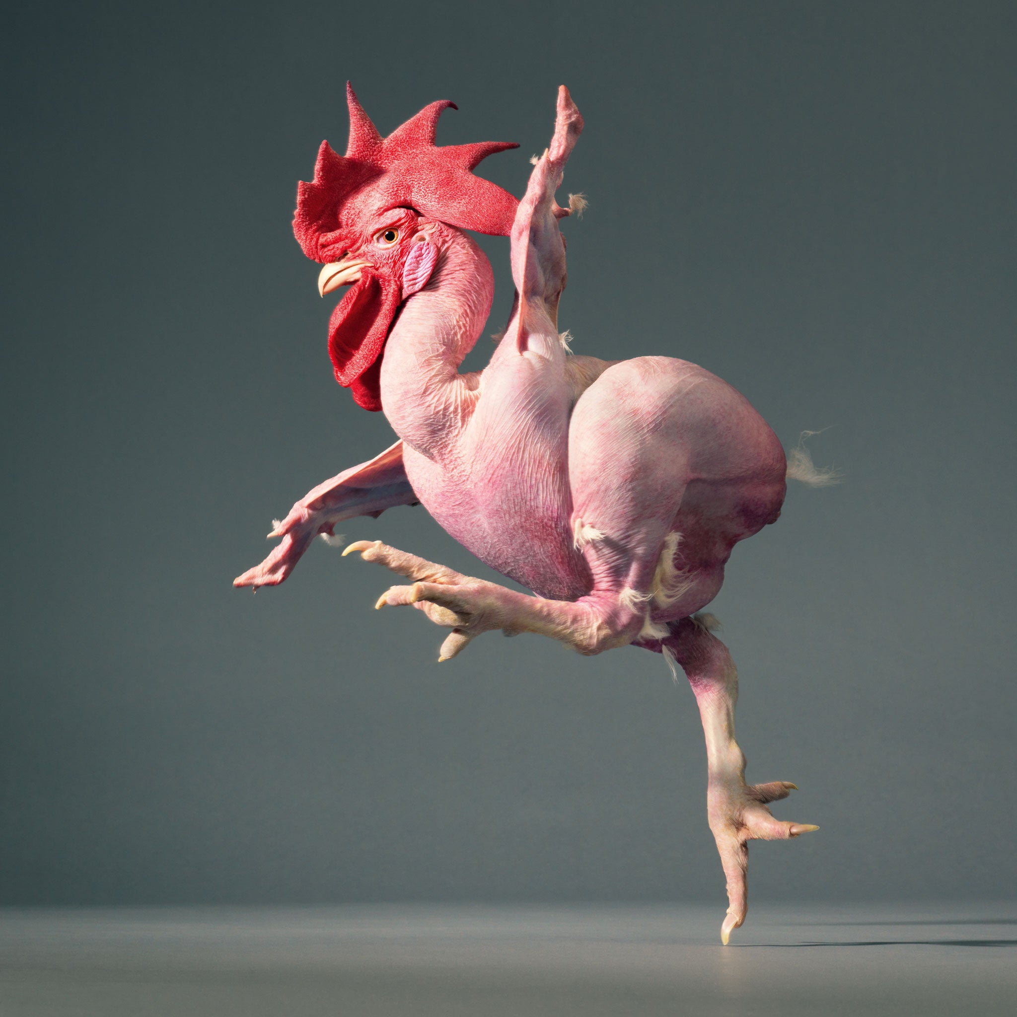 Tim Flach: More Than Human - picture preview | The Independent 