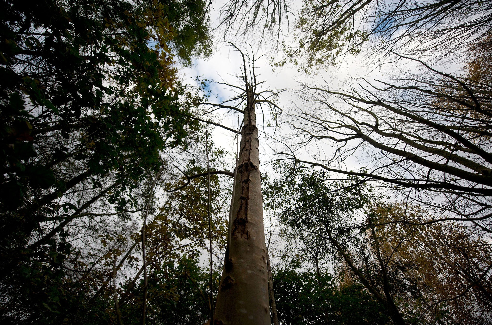 A lesion on an infected Ash tree in Pound Farm Woodland on November 8, 2012 near Ipswich, United Kingdom. The Ash Dieback outbreak has the potential to devastate the UK's population of 80 million ash trees. The first confirmed case in the UK was in March