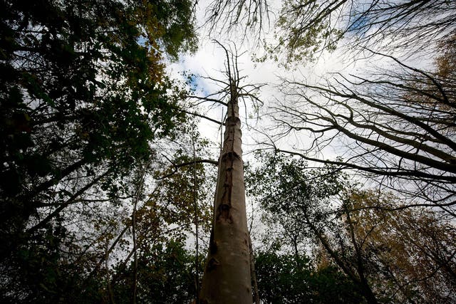A lesion on an infected Ash tree in Pound Farm Woodland on November 8, 2012 near Ipswich, United Kingdom. The Ash Dieback outbreak has the potential to devastate the UK's population of 80 million ash trees. The first confirmed case in the UK was in March 2012, and since then, dieback has been confirmed at a further 82 sites, with woodlands in Norfolk, Suffolk, Kent and Essex among the worst affected and has now spread to Scotland. Dieback is caused by a fungus Chalara Fraxinea and was first recorded in Eastern Europe in 1992, spreading over two decades to infect most of the continent.