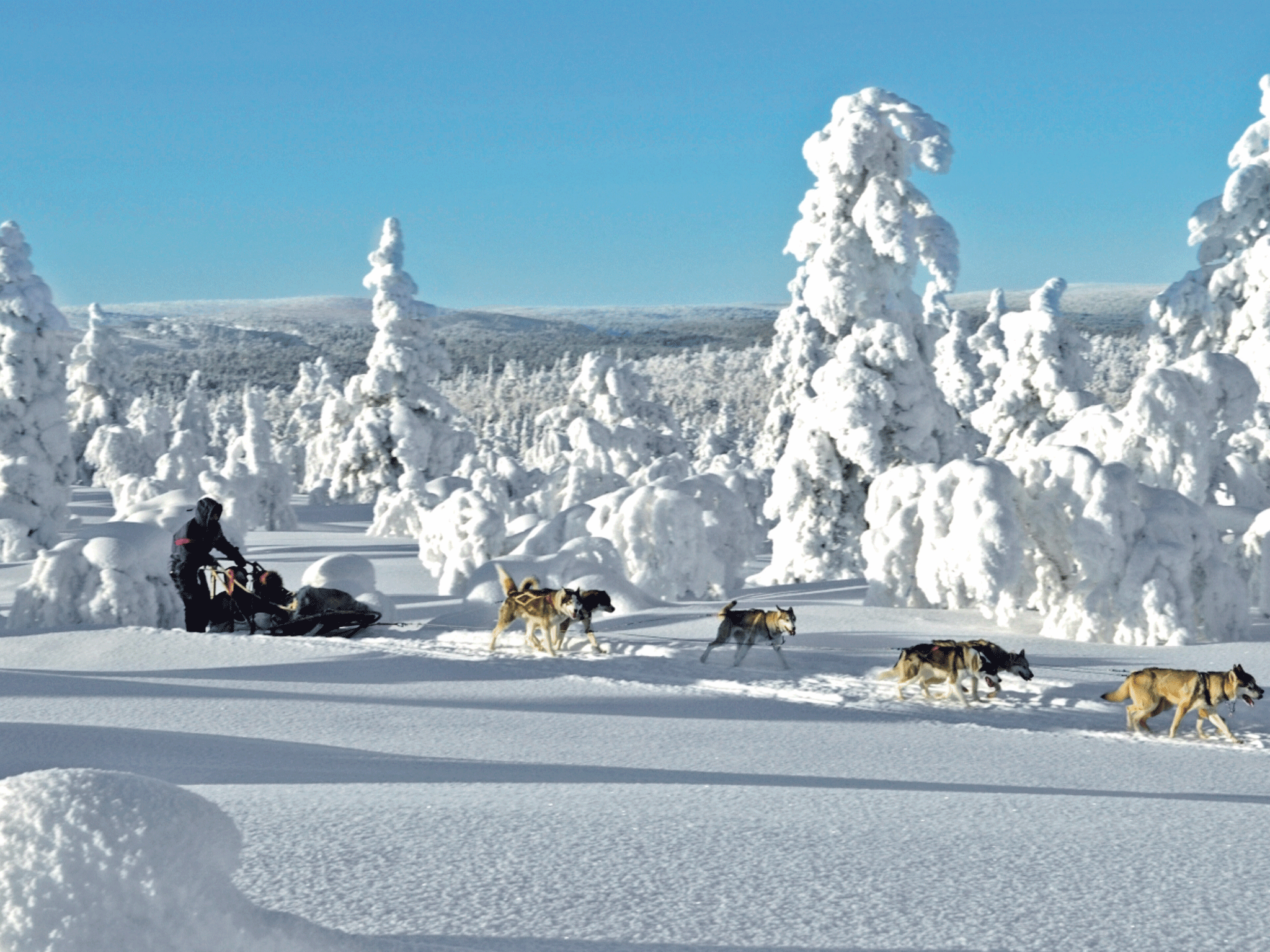 Light up: husky sledding in Finland
