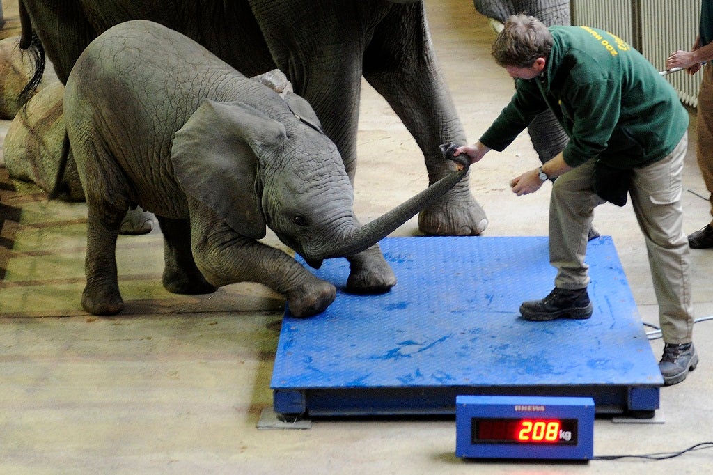 A keeper tries to persuade baby elephant 'Uli' to step on the scales during inventory on December 29, 2011 at the zoo in Wuppertal, western Germany.