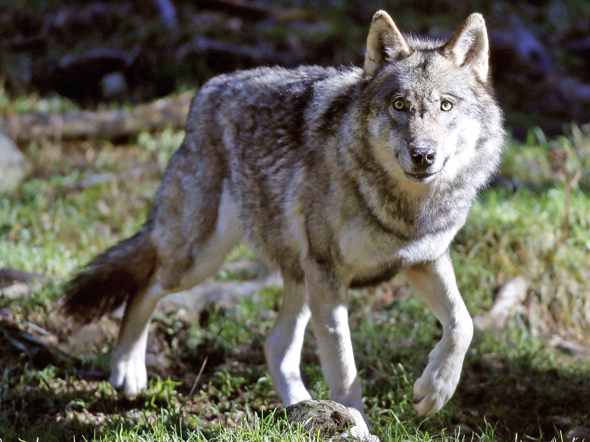 In 1990 wolves were declared a protected species in Germany